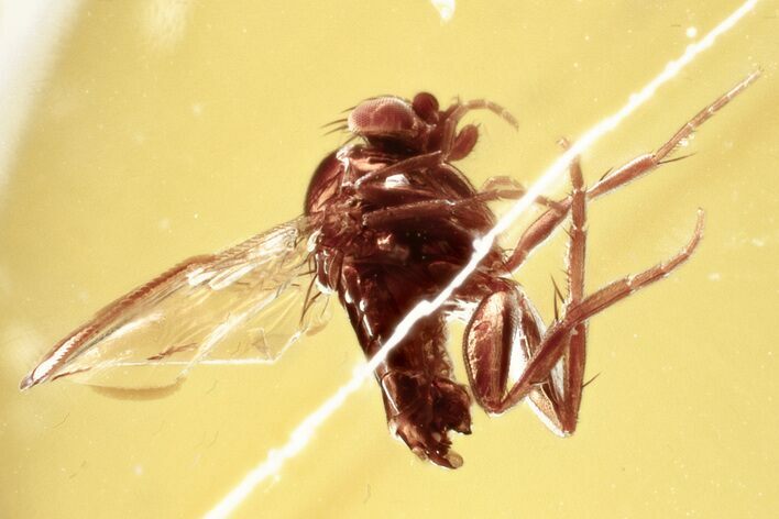 Tiny Fossil Scuttle Fly (Phoridae) In Baltic Amber #352850